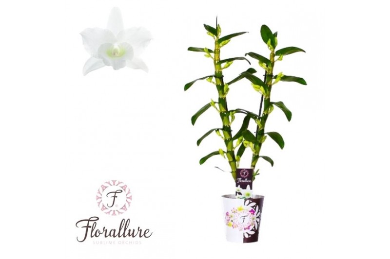 Dendrobium nobile star class apollo 2 ramo + cachepot x6 Dendrobium nobile star class apollo 2 ramo + cachepot x6