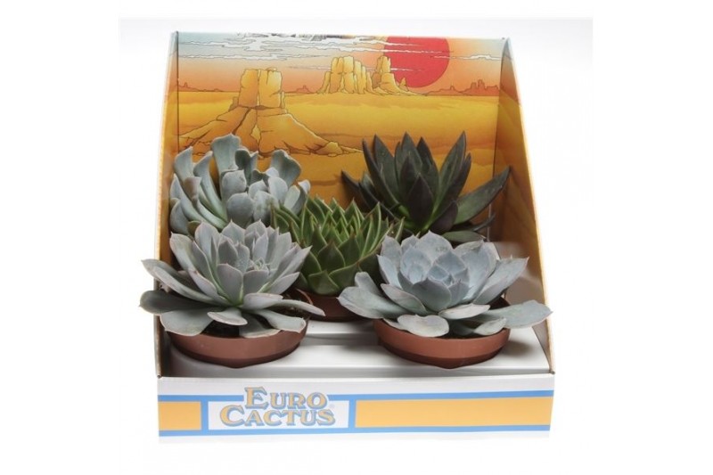 Succulenten misto 1028 in scatola decorativa Succulenten misto 1028 in scatola decorativa