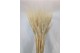 Spighe grano secco chiaro con  resta  naturale sbiancato  spiga di 8 cm  x 50 cm 