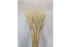 Spighe grano secco chiaro con  resta  naturale sbiancato  spiga di 8 cm  x 50 cm