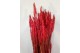 Spighe grano secco tinto senza resta  tinto rosso   spiga di 8 cm  x 50 cm 