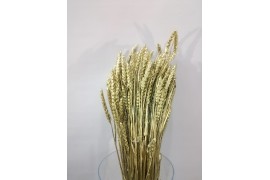 Spighe grano secco tinto senza resta  vernice oro   spiga di 8 cm  x 50 cm