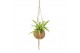 Kokodama kamerplanten mix kds12greenmix hangup 