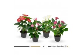 Anthurium andr. mix
