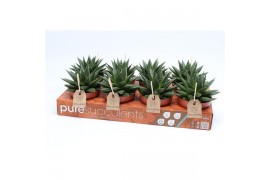Gasteria flow pure tray -oncept etiket
