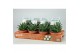 Gasteria flow pure tray -oncept etiket 