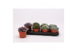 Echeveria mix 8gts