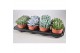 Echeveria mix 8gts 