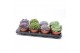 Echeveria mix 8gts 