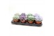 Echeveria mix 8gts 