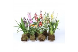 Oncidium mix fp165-098.00 1 tak 8+ knop forest orchids,8 bl.,2 tak/pln