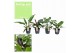 Philodendron mix feel green decorum,1 pp 