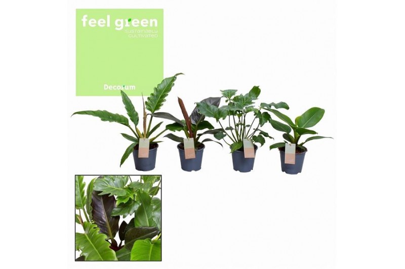 Philodendron mix feel green decorum,1 pp 