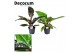 Philodendron imperial mix green & red decorum 
