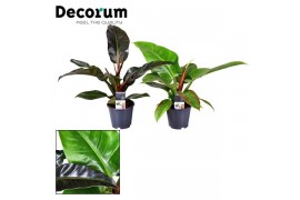 Philodendron imperial mix green & red decorum,1 pp