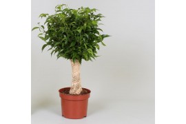 Ficus benj. natasja jute,3 pp,3 pp