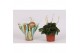 Peperomia lilian caperata + hoes,1 pp,1 pp 