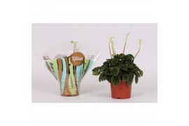 Peperomia lilian caperata + hoes,1 pp,1 pp