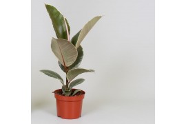 Ficus elastica tineke 1 pp,1 pp