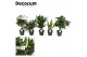 Kamerplanten mix Groenmix Jamaica (diverse soorten) (Decorum),2 pp,2 p 