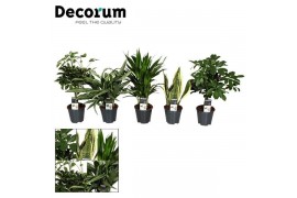 Kamerplanten mix Groenmix Jamaica (diverse soorten) (Decorum),2 pp,2 p