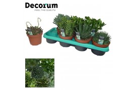 Succulenten mix 7 soorten decorum