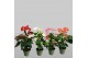 Anthurium andr. mix royal 5-7 bloem 