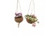 Tradescantia mix kokodama hangup 