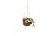 Tradescantia mix kokodama hangup 