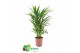 Dypsis lutescens 12 pp 