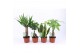 Kamerplanten mix amazone mix 