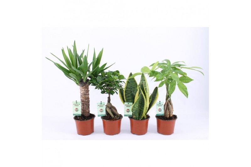 Kamerplanten mix amazone mix 