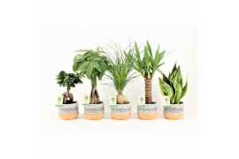 Kamerplanten mix Easy to Care mix in New Azteca,1 pp