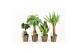Kamerplanten mix Amazone Mix in Iron-Leaf,1 pp 