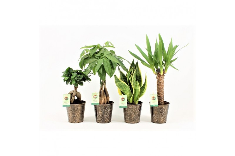 Kamerplanten mix Amazone Mix in Iron-Leaf,1 pp Kamerplanten mix Amazone Mix in Iron-Leaf,1 pp