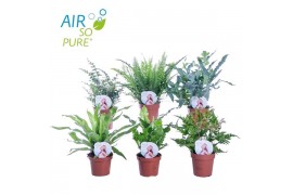 Varens mix air so pure
