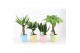 Kamerplanten mix Amazone Mix in Pastel Keramiek,1 pp 