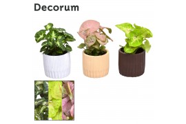 Syngonium mix Collectie Nature Love - Syngonium mix in pot Lou,1 pp