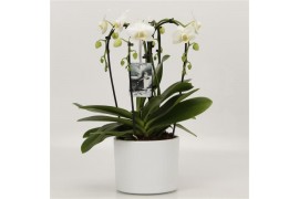 Phalaenopsis cascade quattroboga wit in luxe pot gaia,24 bl.,4 tak/pln
