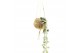 Kokodama ceropegia woodii subsp. hangup 15 - 19  cm,1 pp,15 - 19  cm,1 