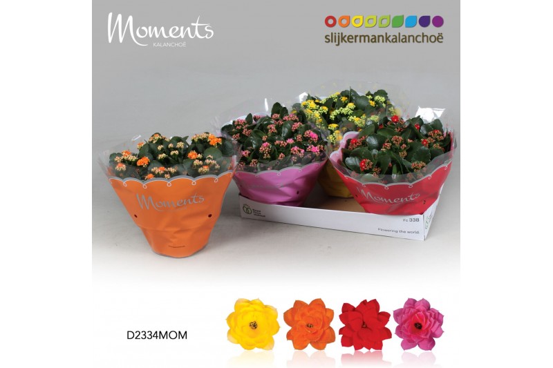 Kalanchoe moments - 4 colors mix Moments - 4 Colors Mix,6 pp,6 pp,6 pp 