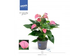 Anthurium andr. joli KARMA