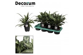 Aglaonema mix Aglaonema gemengd (Decorum),2 pp