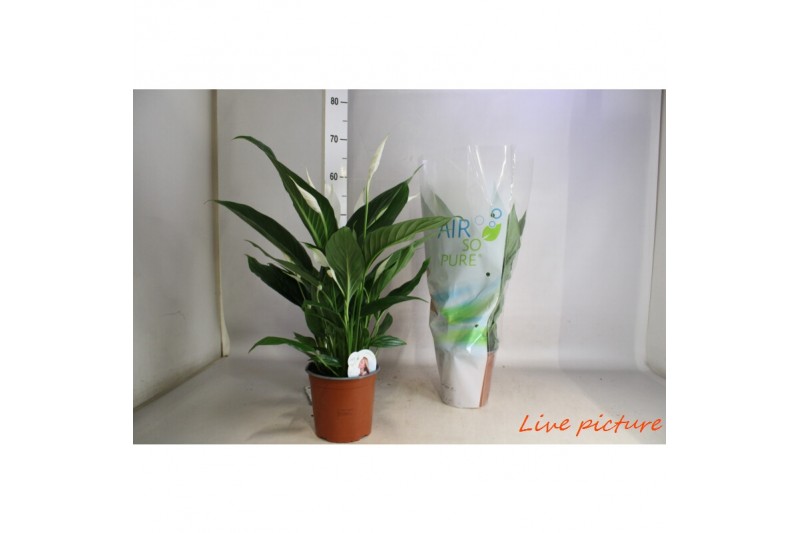 Spathiphyllum bingo cupido air so pure,4 bl.,4 bl. Spathiphyllum bingo cupido air so pure,4 bl.,4 bl.