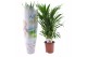 Dypsis lutescens Dypsis lutescens (Areca) 17cm (Brand of Plants),20 pp 