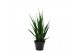 Sansevieria kirkii friends 