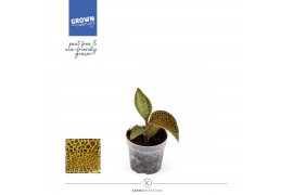 Macodes petola Jewel Orchid - KARMA Topaz | Ludisia | PEAT-FREE | 7 cm