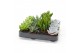 Succulenten mix pure 
