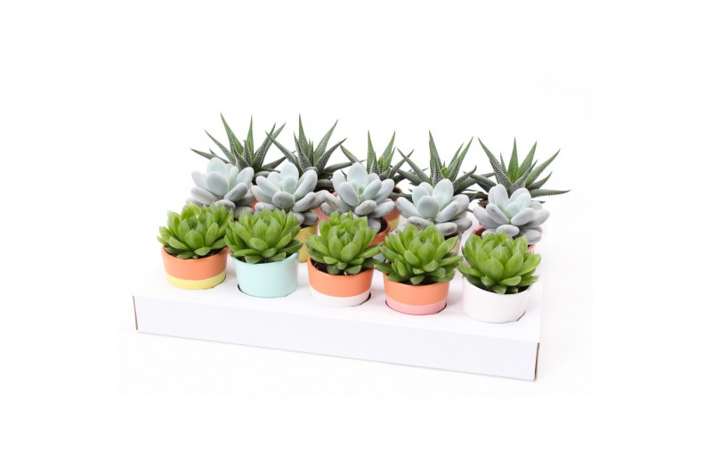 Succulenten mix ROCKS - Succulent mix in Lima Succulenten mix ROCKS - Succulent mix in Lima