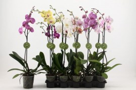 Phalaenopsis misto 1 ramo 9+ A1